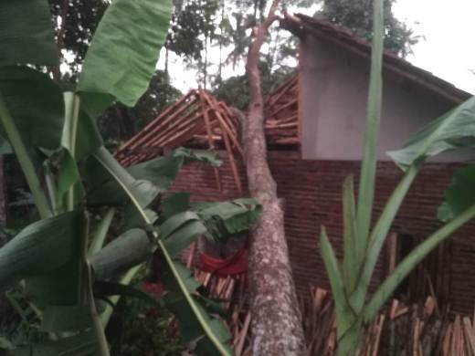 Rumah warga Dusun Singaraja, Asep tertimpa pohon tumbang, Jumat (20/12).