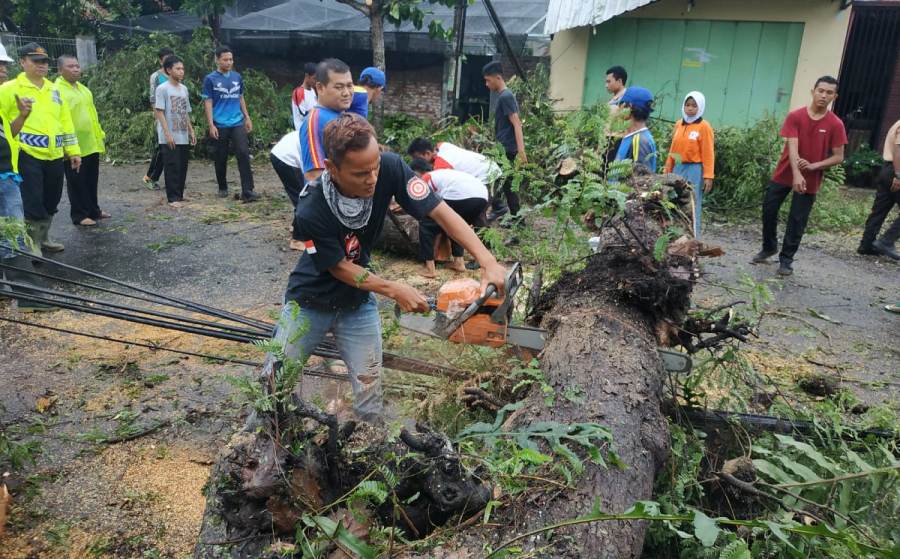 Relawan memotong pohon yang tumbang akibat angin kencang, Jumat (3/1).
