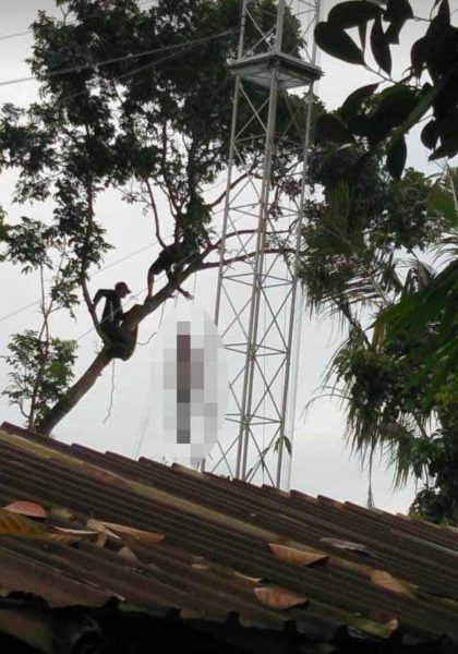 EVAKUASI : Petugas mengevakuasi korban AS yang ditemukan tewas gantung diri diatas pohon mahoni di belakang rumahnya. (Istimewa)