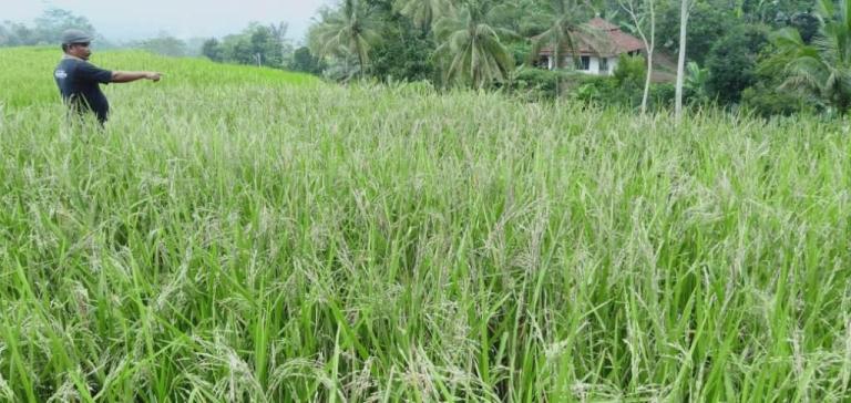 PADI RUSAK : Petani menunjukkan tanaman padi yang rusak diserang kawanan burung.