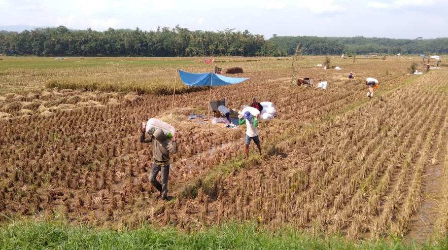 JADI BURUH : Sejumlah warga di Dayeuhluhur Kabupaten Cilacap menjadi buruh padi saat musim panen raya, Jumat (1/5)/TASLIM INDRA