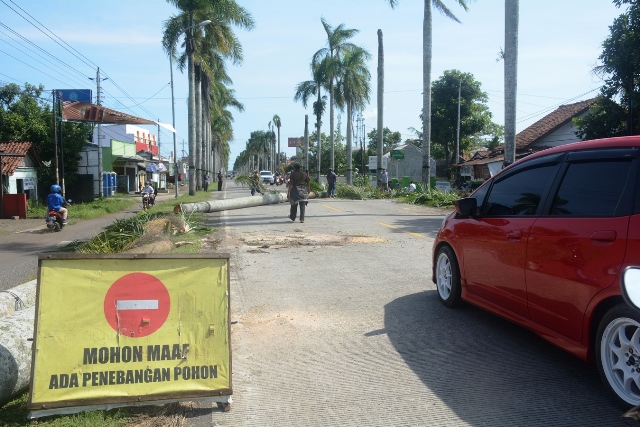 TEBANG : Sejumlah pekerja menebang pohon palem yang berada di sepanjang ruas Jalan Urip Sumoharjo menyusul dimulainya proyek pelebaran jalan utama masuk Cilacap tersebut. (Wagino)