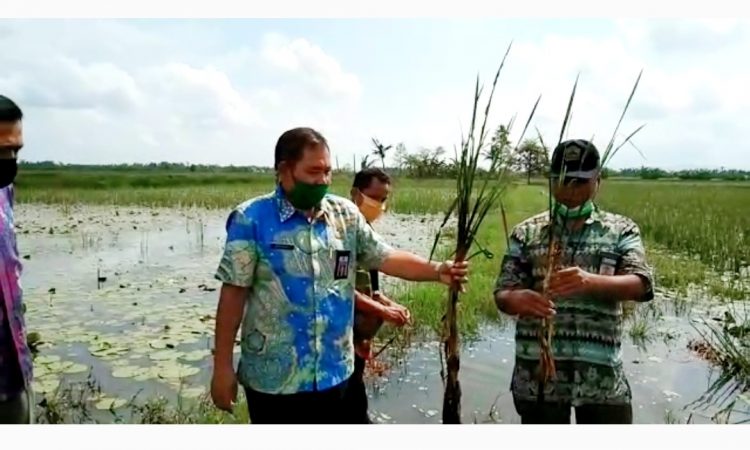 BANJIR : Kepala Dinas Pertanian Kabupaten Cilacap saat meninjau langsung tanaman padi milik petani di Desa Grugu Kecamatan Kawunganten yang puso akibat terendam banjir. (Istimewa)