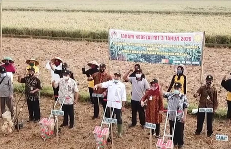 TANAM KEDELAI : Gerakan tanam kedelai di wilayah Kecamatan Sampang yang dipusatkan di Desa Sidasari yang merupakan area baru pertanaman kedelai di lahan sawah. (Istimewa)